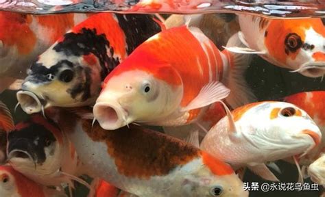 房間養魚|家庭養魚：風水健康15注意事項